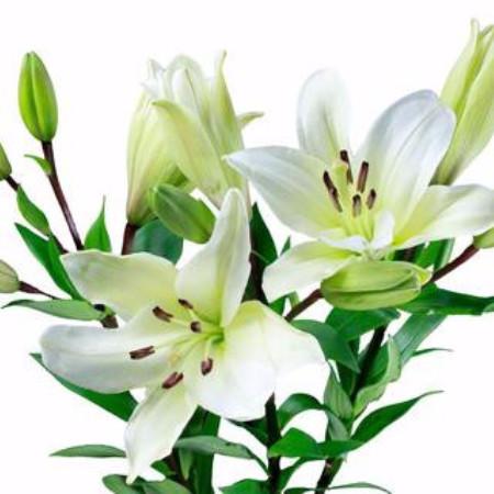 Lily